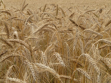 brown grassfield, Spike, Rye, Cereals, Grain, rye field, cornfield HD wallpaper