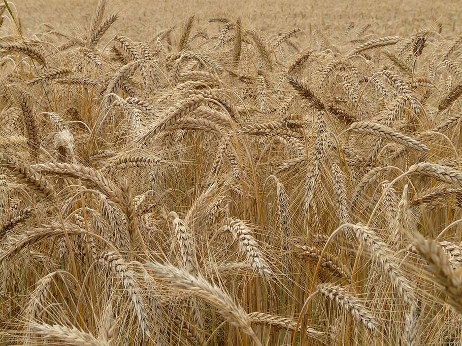 brown grassfield, Spike, Rye, Cereals, Grain, rye field, cornfield HD wallpaper