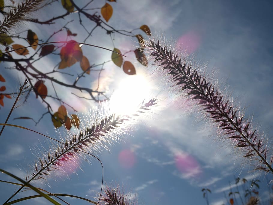 low angle photo of wheat during daytime, autumn, fall, grass HD wallpaper