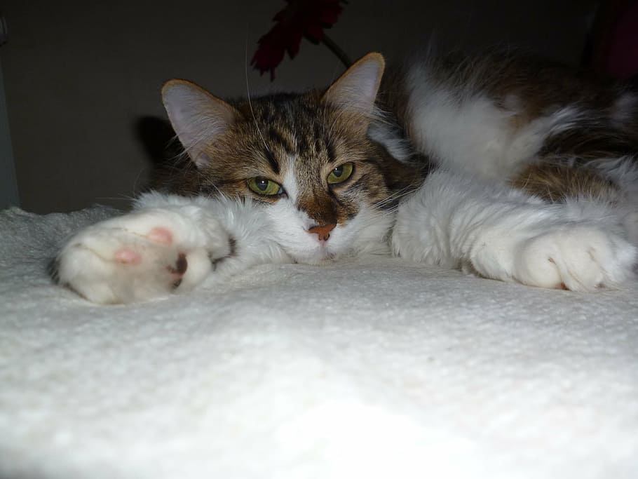 pretty, hippie, sleeping, domestic, pets, cat, domestic cat HD wallpaper