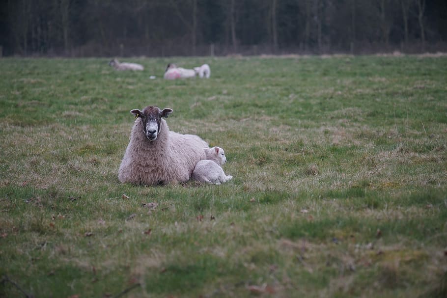 white Lamb lying on grass field, sheep, ewe, outdoor, livestock HD wallpaper
