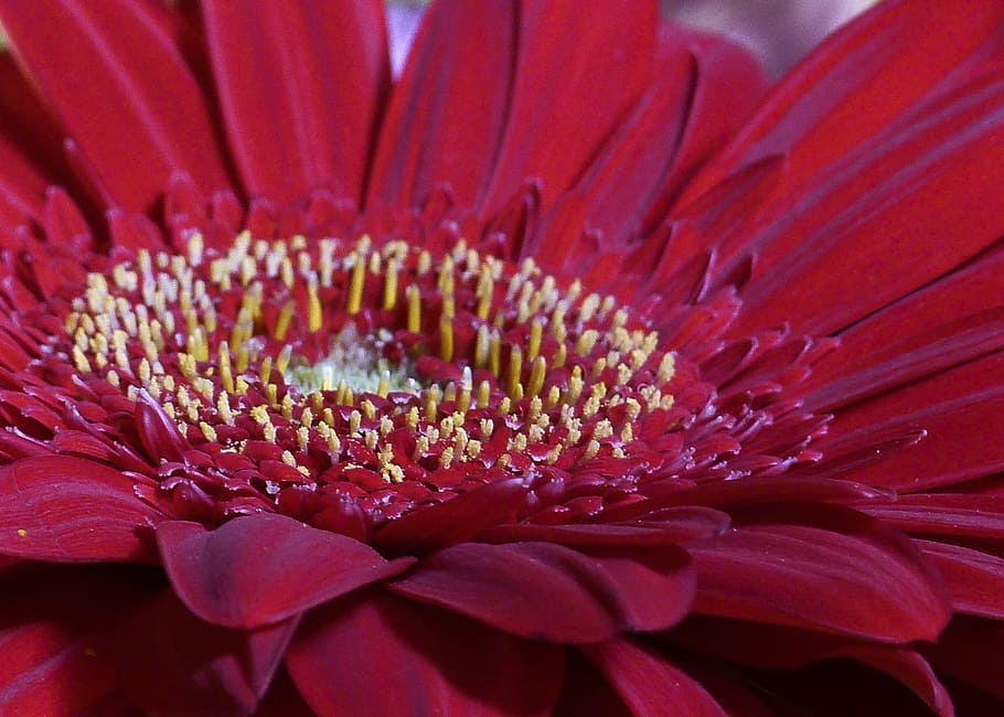 daisy, flower, nature, spring, floral, garden, bloom, fresh HD wallpaper