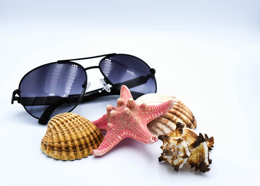 four assorted seashells beside black framed sunglasses, summer HD wallpaper