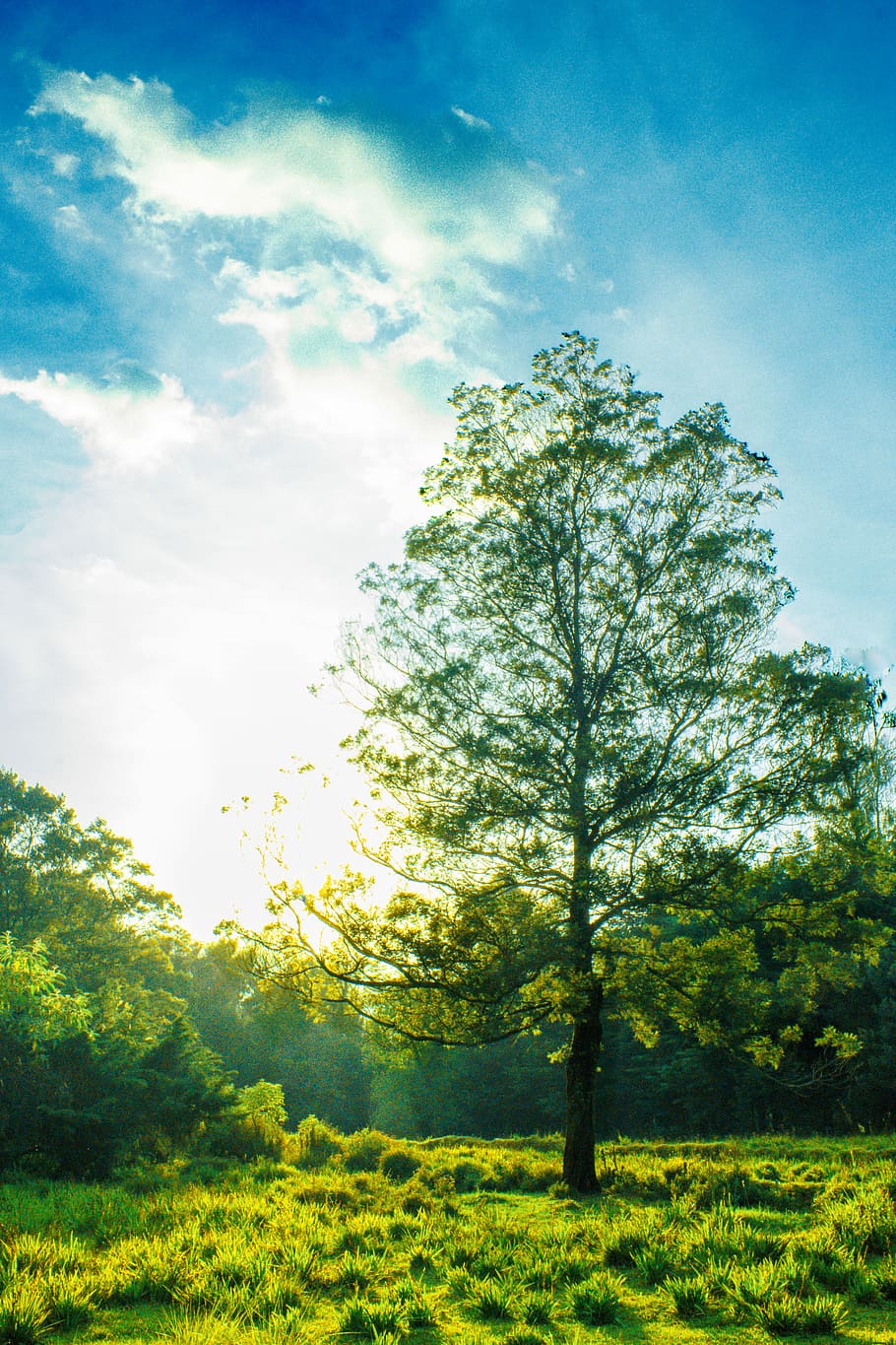 tree surrounded by grass, green foliage trees with sun rays, forest HD wallpaper