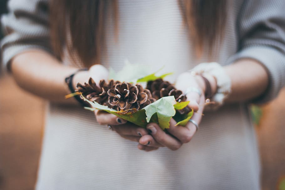 person holding pinecones, pine cone, hand, leaves, leaf, nature HD wallpaper