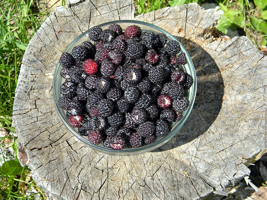 raspberry, black raspberry, ripe raspberry, black berries, harvest HD wallpaper