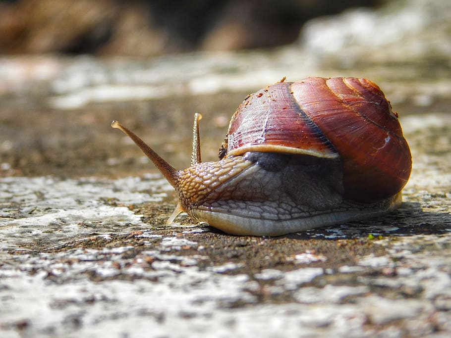 snail, stone, nature, animal themes, animal wildlife, one animal HD wallpaper