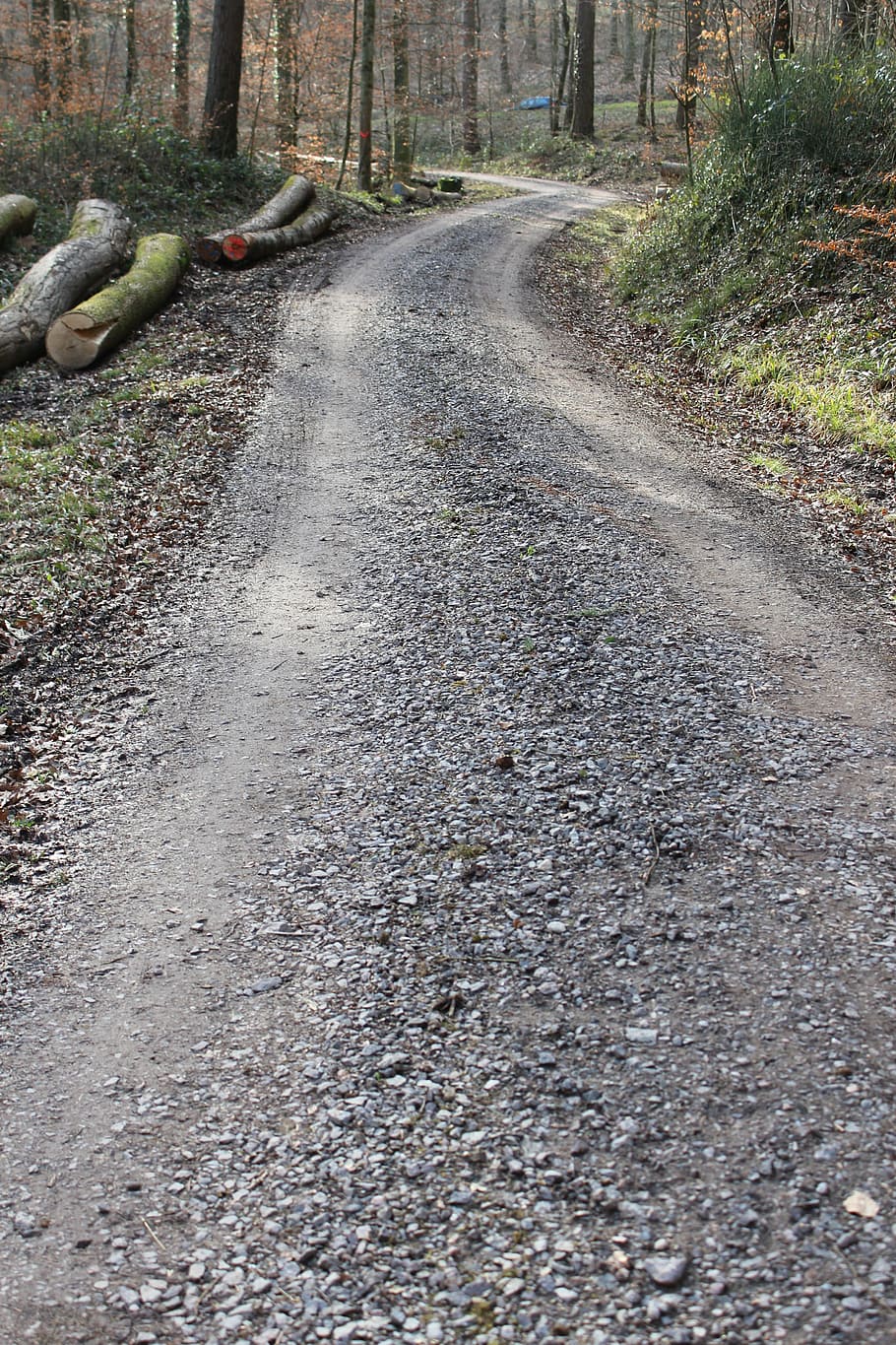 away, forest, forest path, trees, nature, landscape, lane, trail HD wallpaper