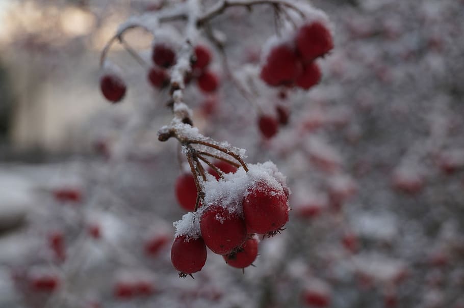Berry, Snow, Cold, Winter, Nature, red, cold temperature, weather HD wallpaper