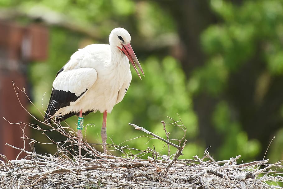 stork, nest, egg, scrim, animal world, bird, nature, bill, plumage HD wallpaper