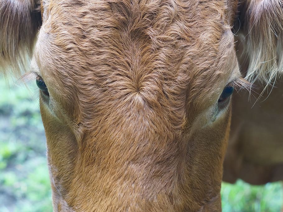 Cow, Face, Close, Agriculture, Milk, cattle, farm, fur, head, HD wallpaper