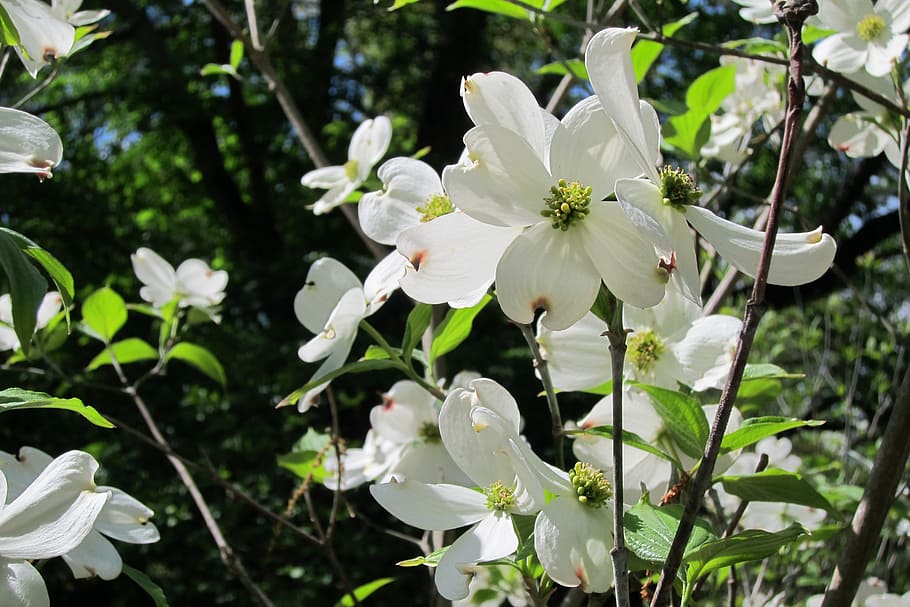 flower, dogwood, white, tree, flowering plant, beauty in nature HD wallpaper