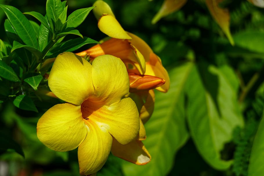leaf, nature, plant, flower, yellow, yellow flower, blossom HD wallpaper