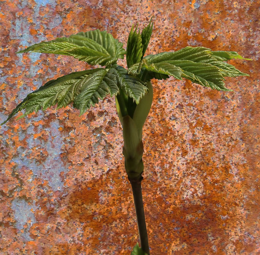 Spring Awakening, Close, bud, leaves, plant, nature, leaf, green Color, HD wallpaper