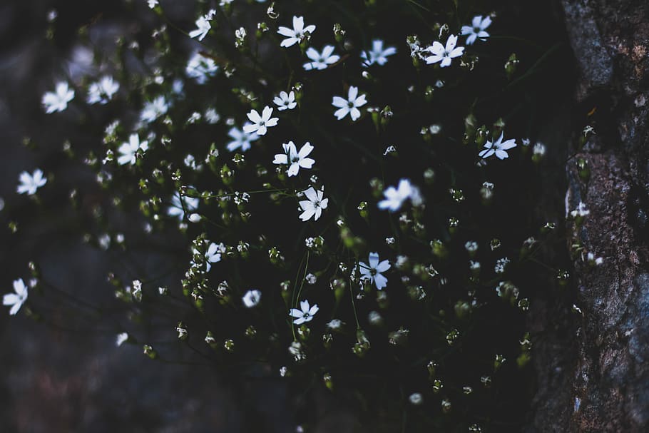low angle photo of white petaled flowers, selective focus photo of white flowers HD wallpaper
