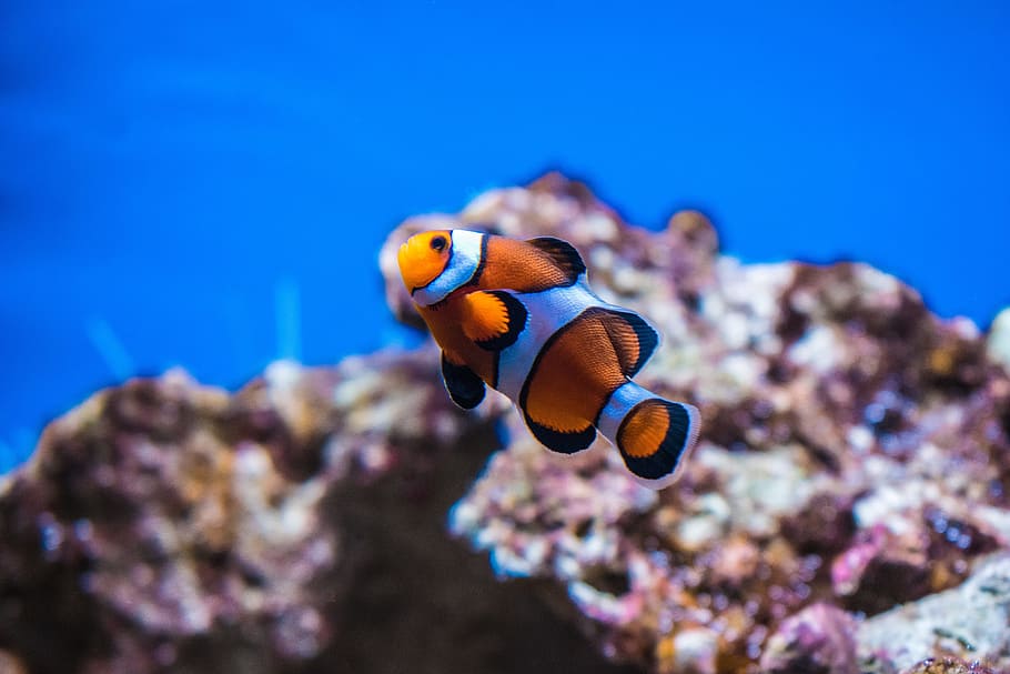 shallow focus photography of clownfish, Clown Fish, Anemonefish HD wallpaper