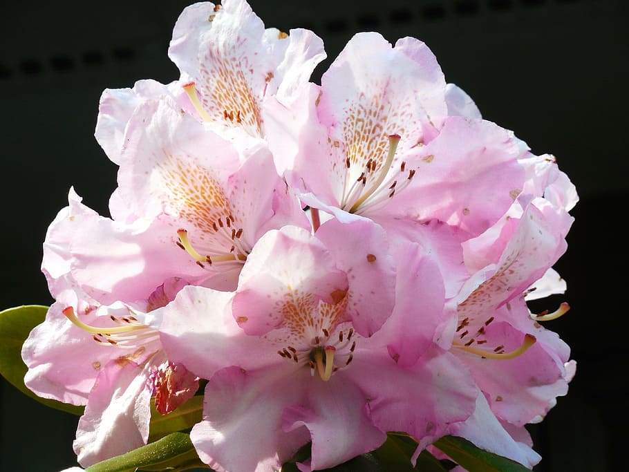 rhododendron, bloom, spring, nature, blossom, plant, flora HD wallpaper