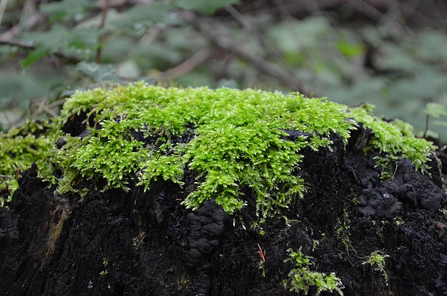 moss, green, tree, log, forest, autumn, forest floor, plant HD wallpaper