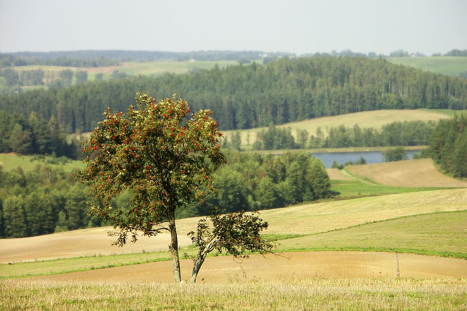 Nature, Landscape, Tree, Rowan, Lake, forest, meadow, fields, HD wallpaper