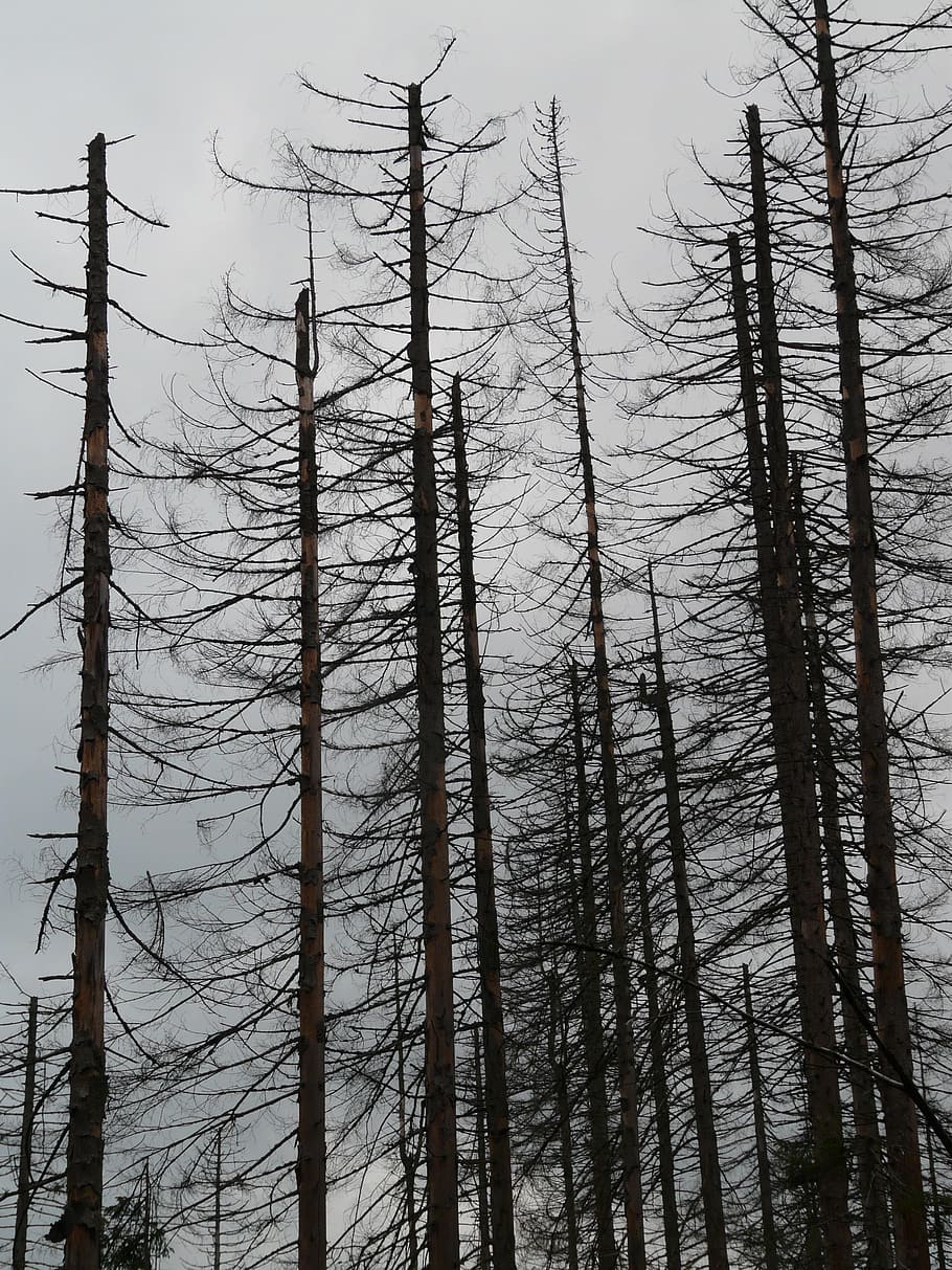 Waldsterben, Death, Dead Trees, dead wood, storm, sky, grey, HD wallpaper