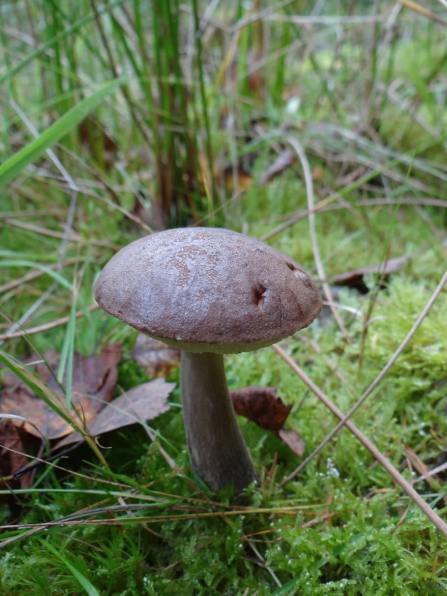 Mushroom, Forest, Grass, Autumn, pine wood, europe, boletus badius