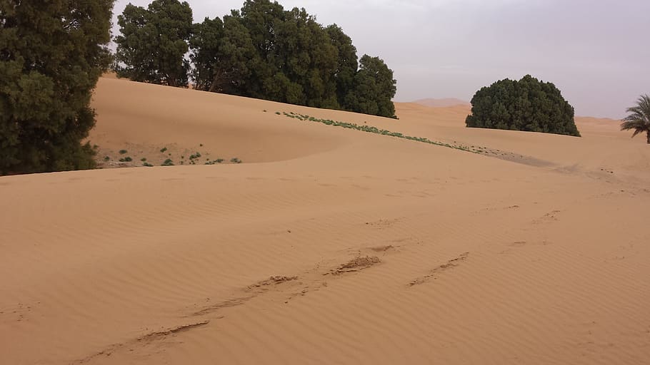 morocco, desert, sand, marroc, land, tree, plant, tranquility HD wallpaper