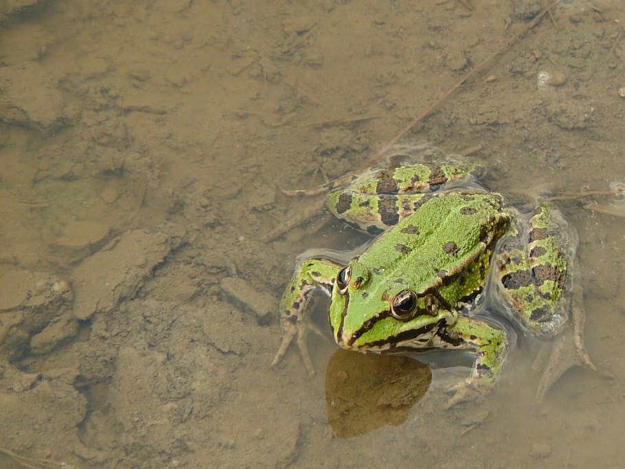 frog, watch, expectations, ambush, amphibian, animal, nature HD wallpaper