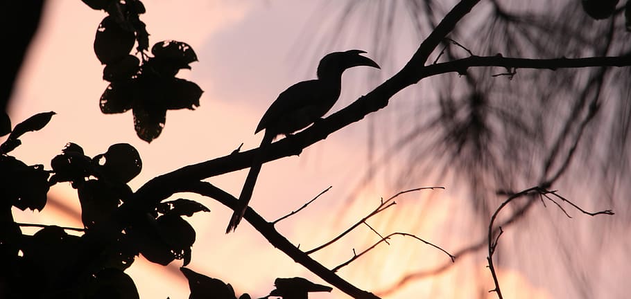 bird on tree branches, sunset, silhouette, plant, nature, animals in the wild HD wallpaper