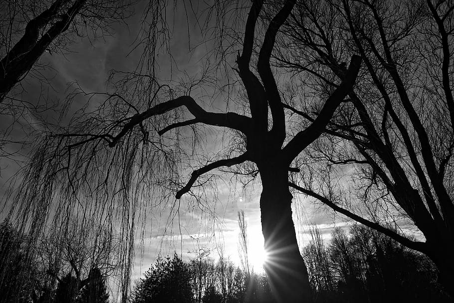 tree, trunk, branch, bare tree, winter tree, deciduous, silhouette HD wallpaper