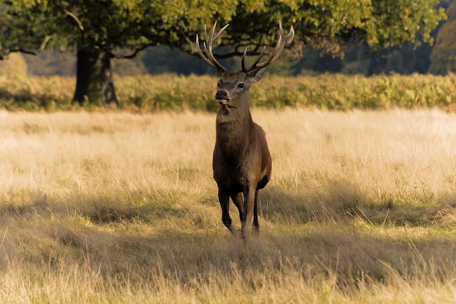 brown deer on grass field, Deer, Antlers, Stag, Wildlife, Animal, HD wallpaper