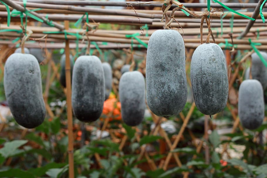 winter melon, plant, vines, no people, focus on foreground HD wallpaper