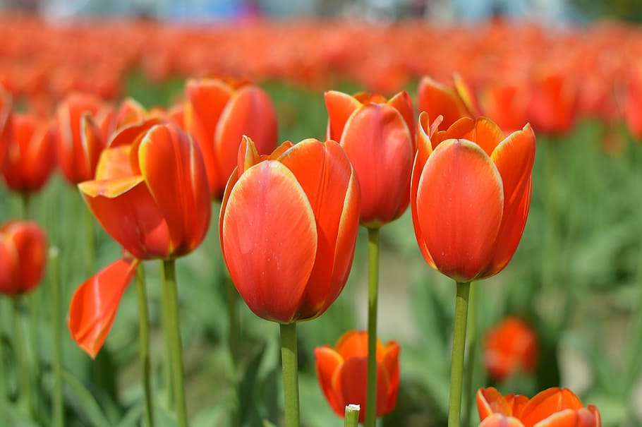 tulips, washington, spring, flower, nature, bloom, springtime HD wallpaper
