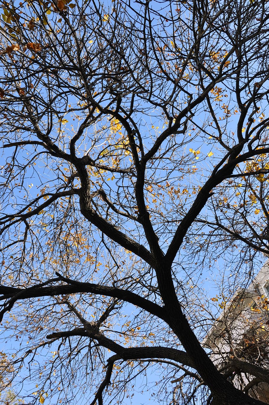 spring, the scenery, trees, sky, branch, plant, low angle view HD wallpaper