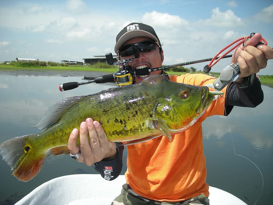 man holding fish while biting on black fishing rod, Peacock Bass, HD wallpaper