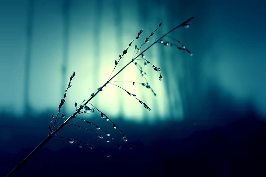 black grass, herbage, pasture, night, nature, mystical, forest HD wallpaper