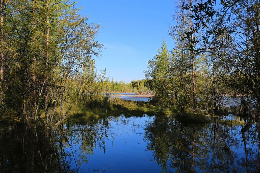 reflection, small river, water, trees, sinen not the sky, morning HD wallpaper