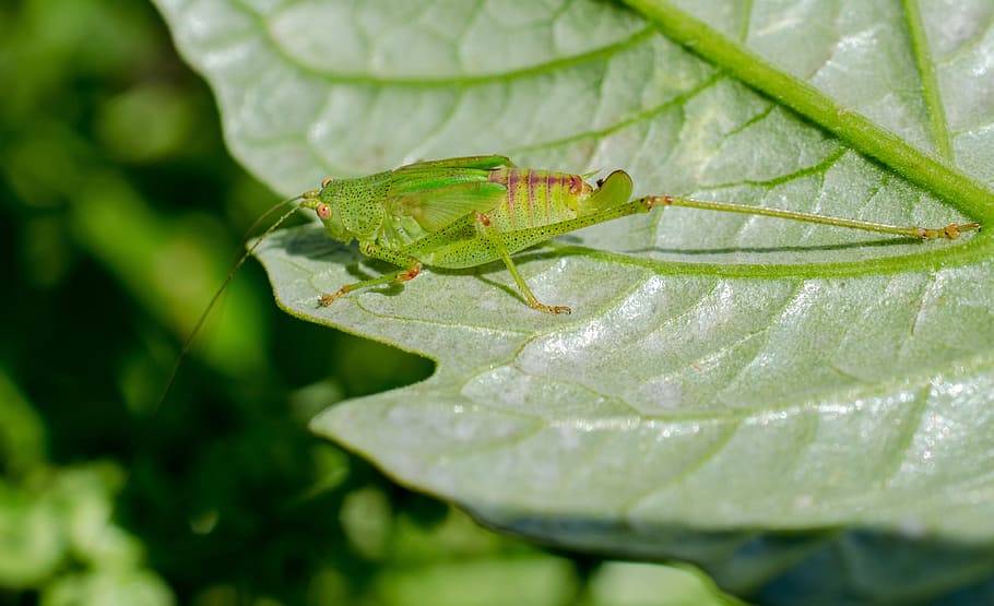 grasshopper, macro, green, insect, arthropod, animal themes HD wallpaper