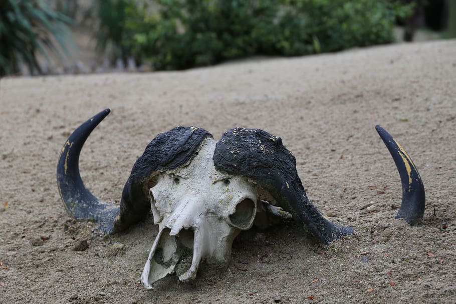 black and white animal skull covered with dirt, skeleton, bull HD wallpaper
