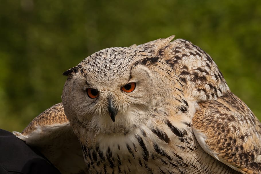 owl, eagle owl, eyes, night active, bird, animal themes, animals in the wild HD wallpaper