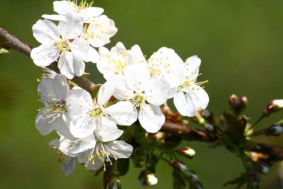 fruit tree, flowers, spring, flowering, blooming, white, branch HD wallpaper