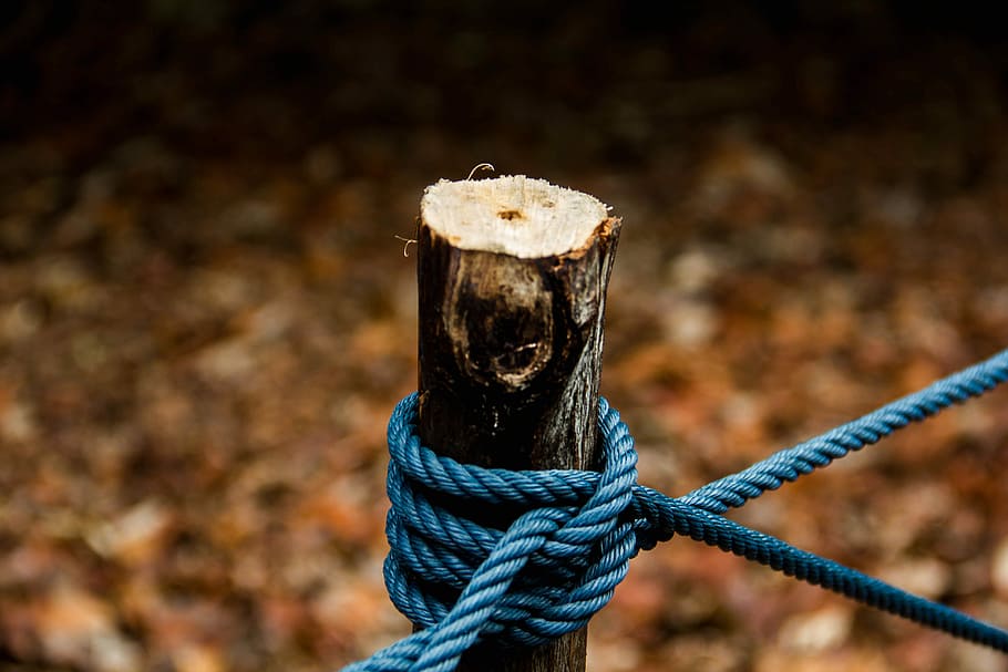 brown rope tie on wood log, shallow focus photography of blue rope on tree branch HD wallpaper