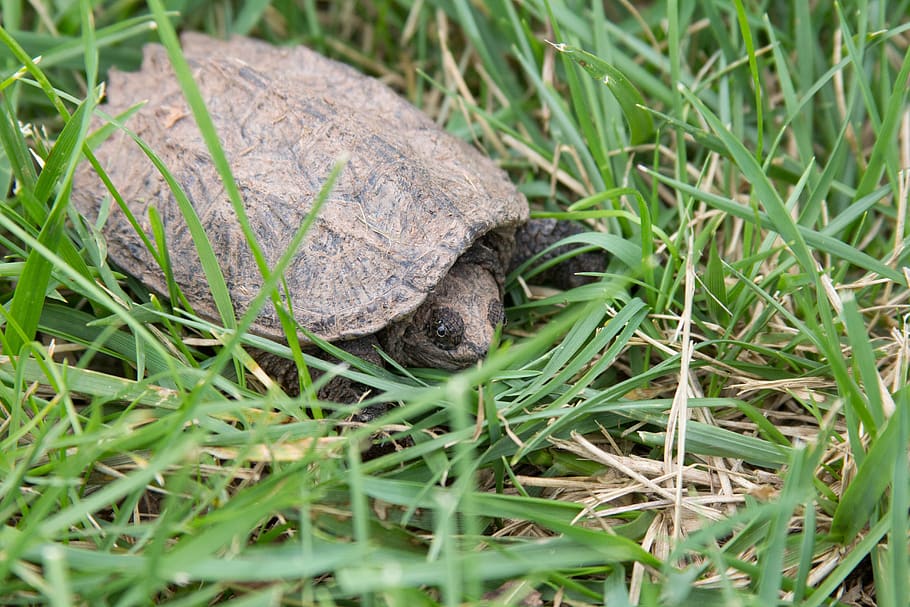 snapping turtle, animal, nature, one animal, animal themes HD wallpaper