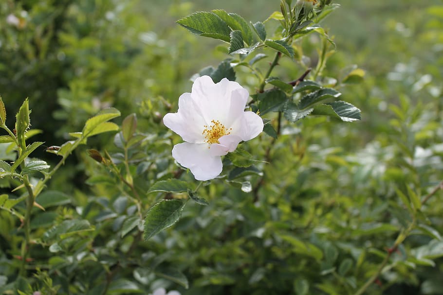 Flower, Doga, White, Tea, Tea Rose, Nature, green background HD wallpaper