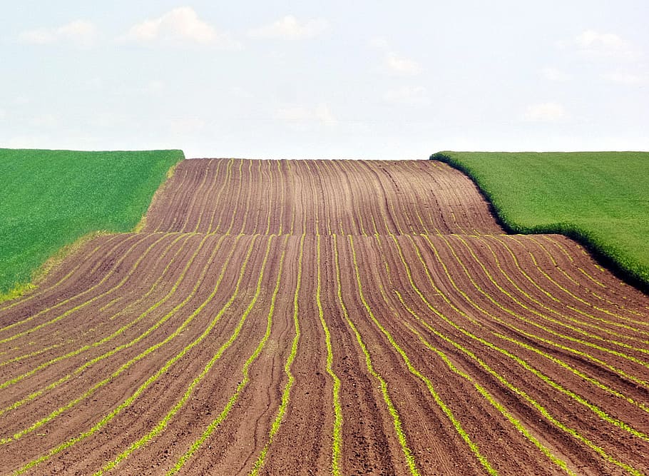 earth, sowing, wheat, grain, agriculture, field, rural Scene HD wallpaper