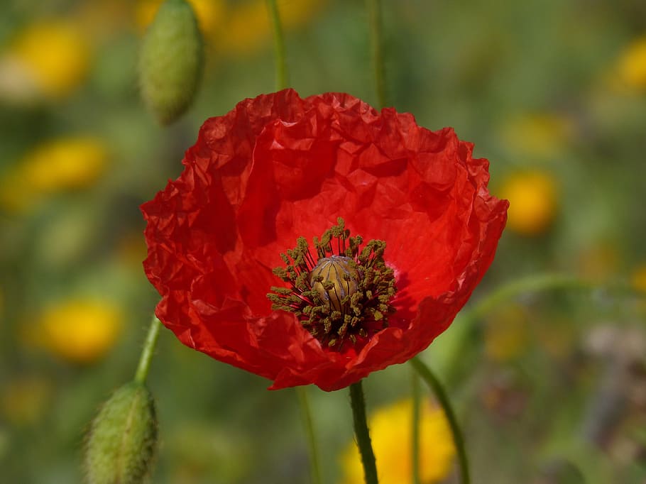 poppy, ababol, detail, color, red, beauty, rosella, flowering plant, HD wallpaper