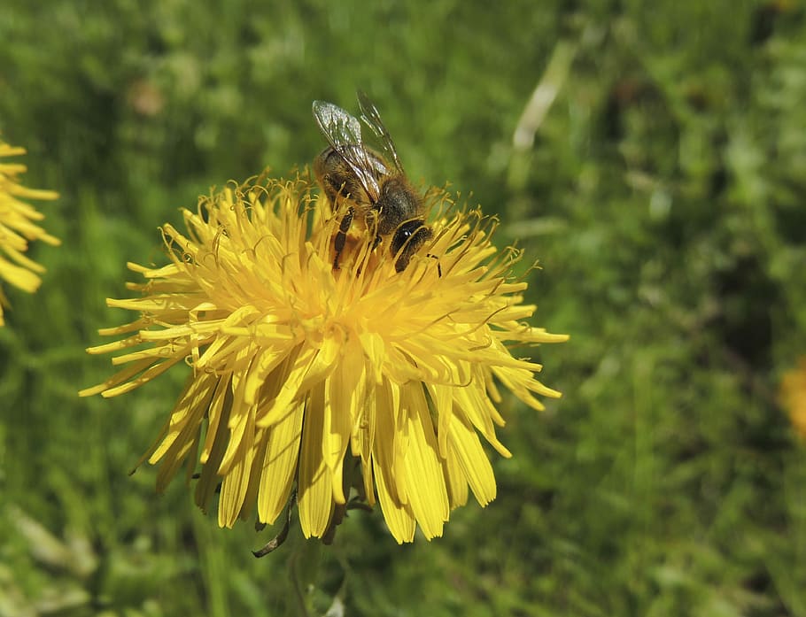 Bee, Insect, Nectar, Honey, Meadow, dandelion, yellow, spring HD wallpaper