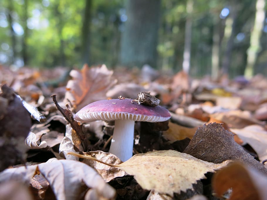 forest screen, violet, mushroom, hat, ornament, leaves, autumn, HD wallpaper