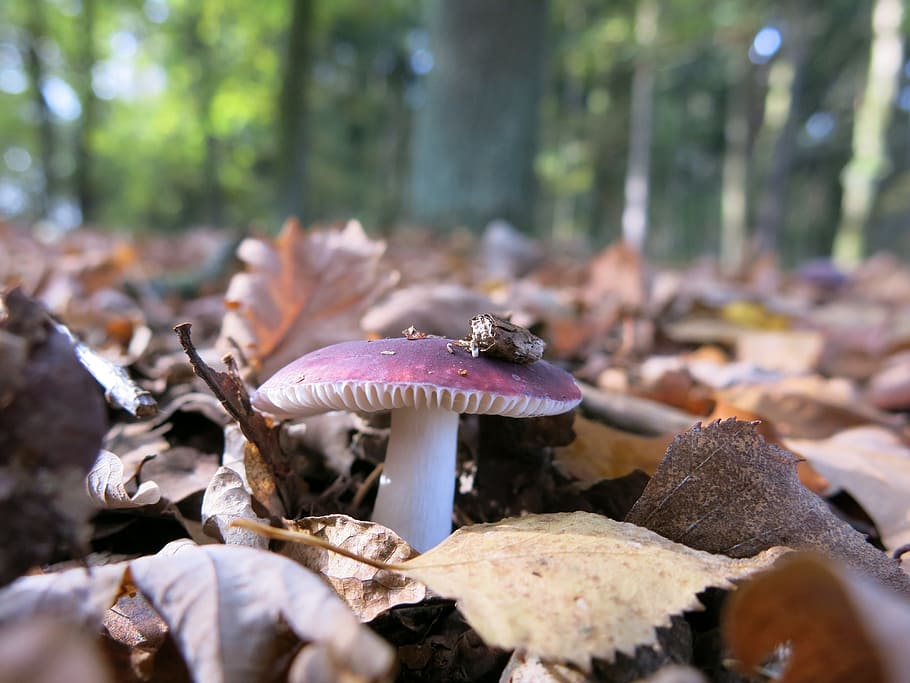 forest screen, violet, mushroom, hat, ornament, leaves, autumn HD wallpaper