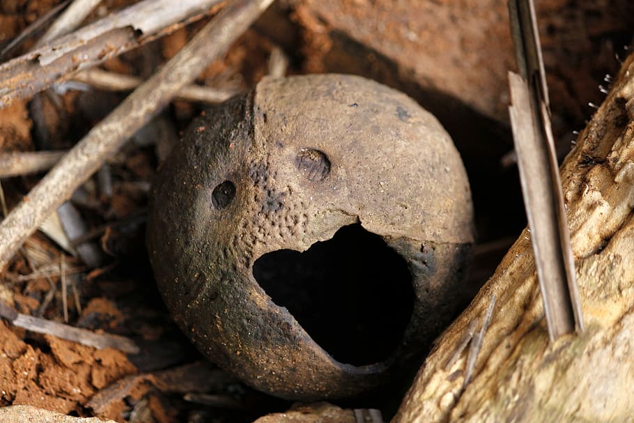 Coconut, Shell, Funny Face, coconut shell, tropical, brown HD wallpaper