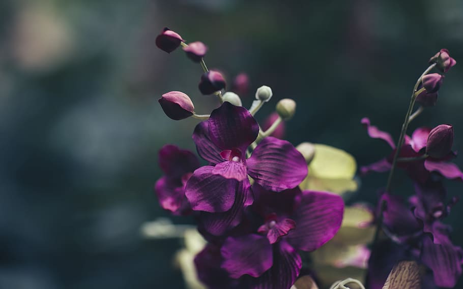 shallow focus photography of purple flowers, Dark little beautiful things